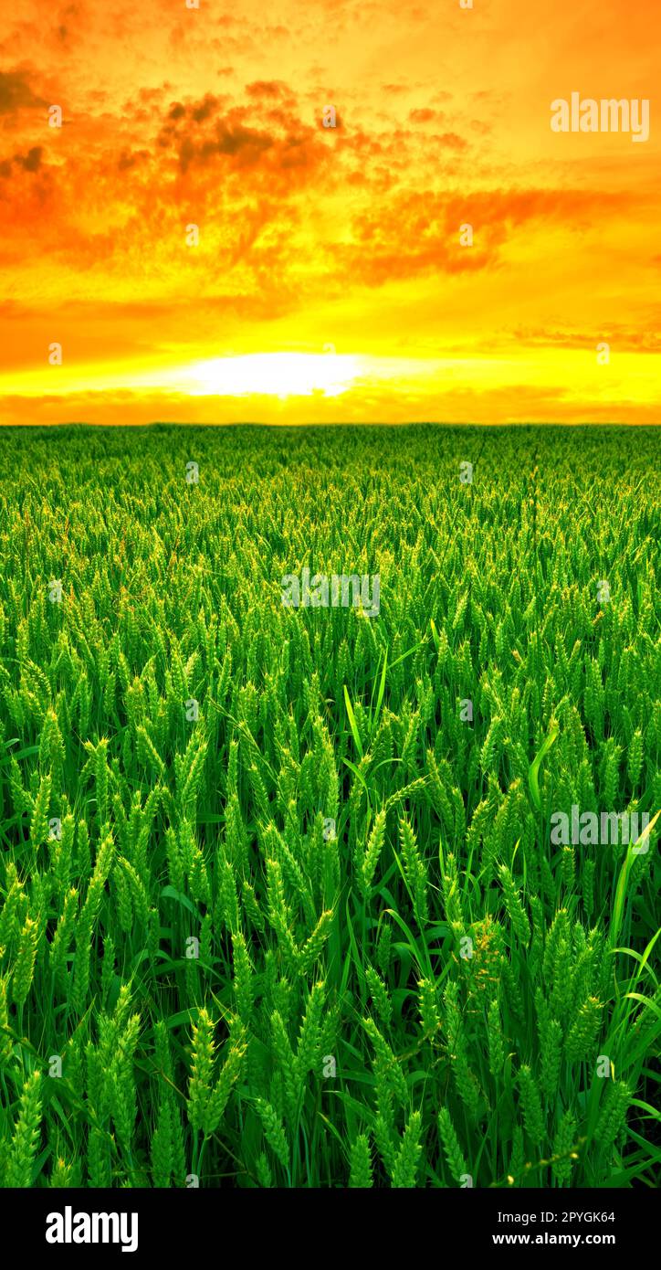 Champ de maïs printanier. Coucher de soleil sur les terres agricoles au printemps - beaucoup d'espace de copie. Banque D'Images