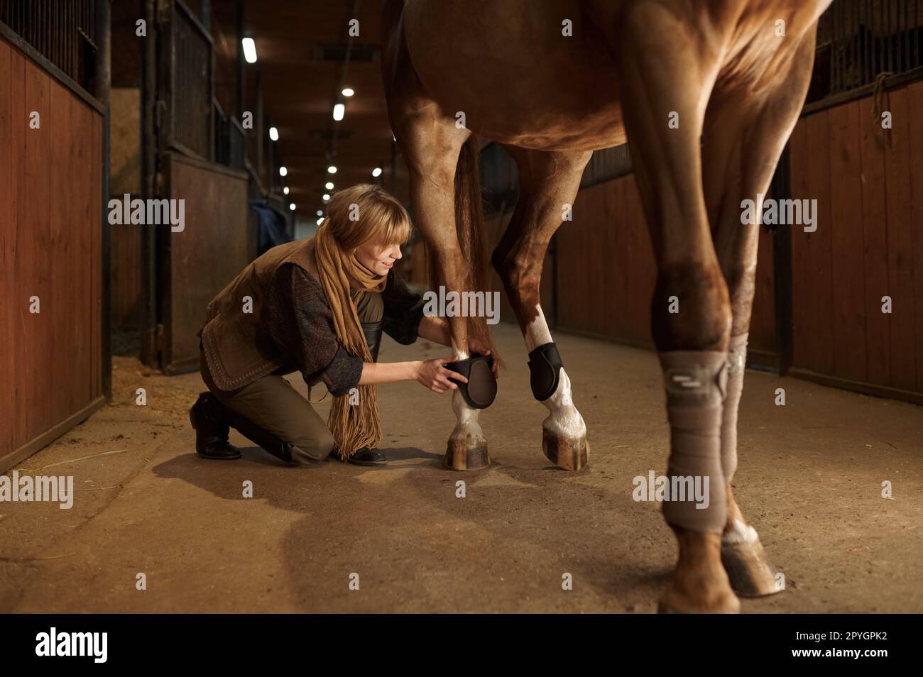 Femme propriétaire de cheval mettant le bandage sur la jambe d'animal