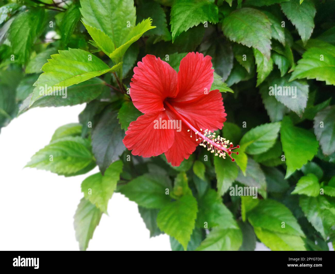 belle fleur d'hibiscus rouge isolée sur fond blanc Banque D'Images
