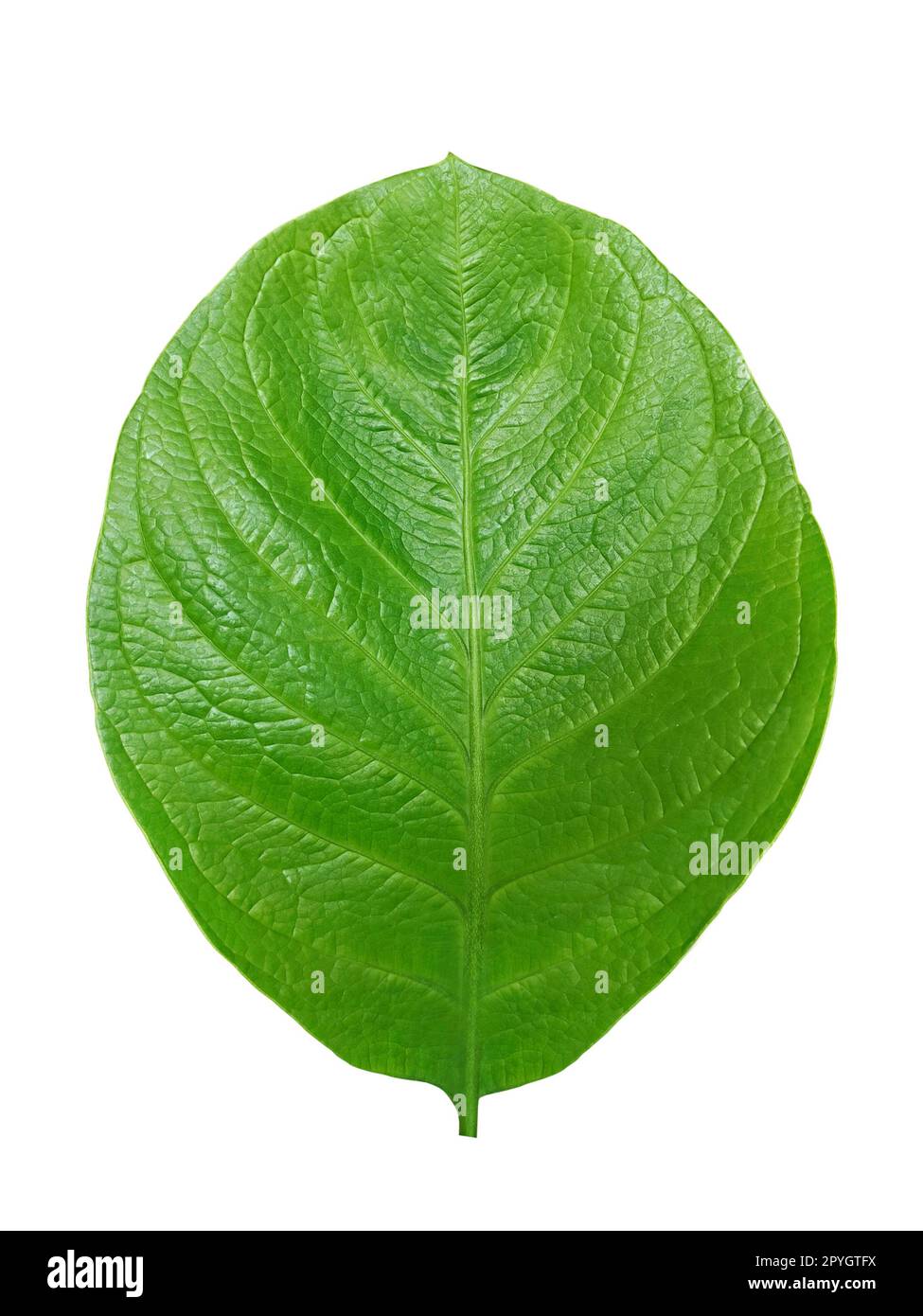 Vert feuille isolé sur fond blanc Banque D'Images