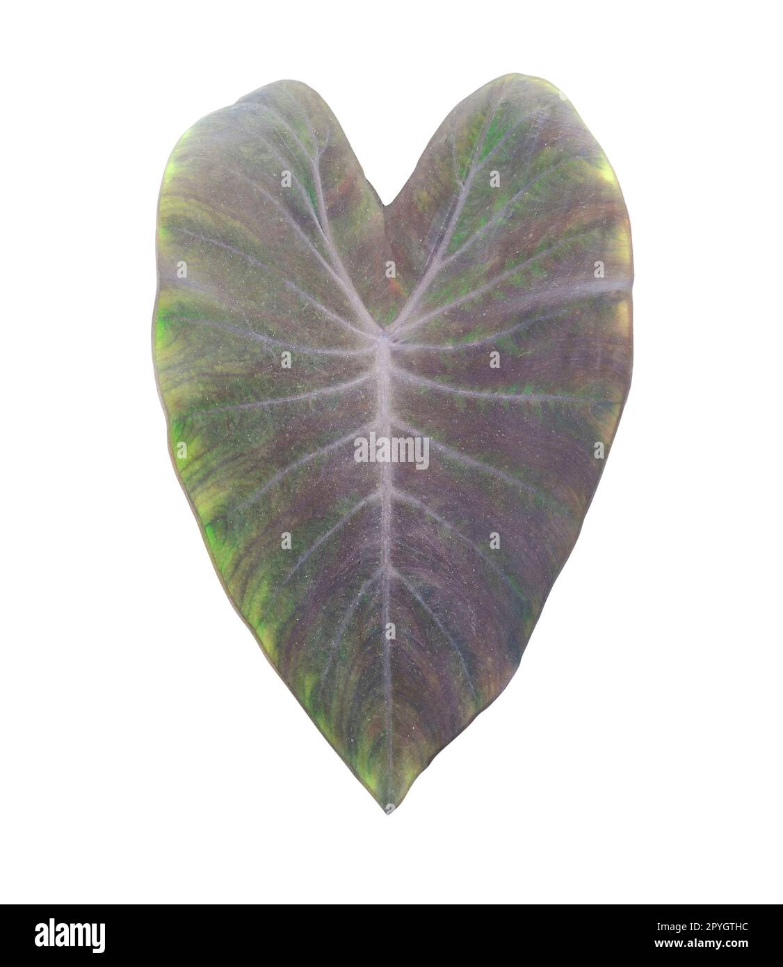 Feuilles, feuillage tropical isolé sur fond blanc, avec chemin d'écrêtage Banque D'Images