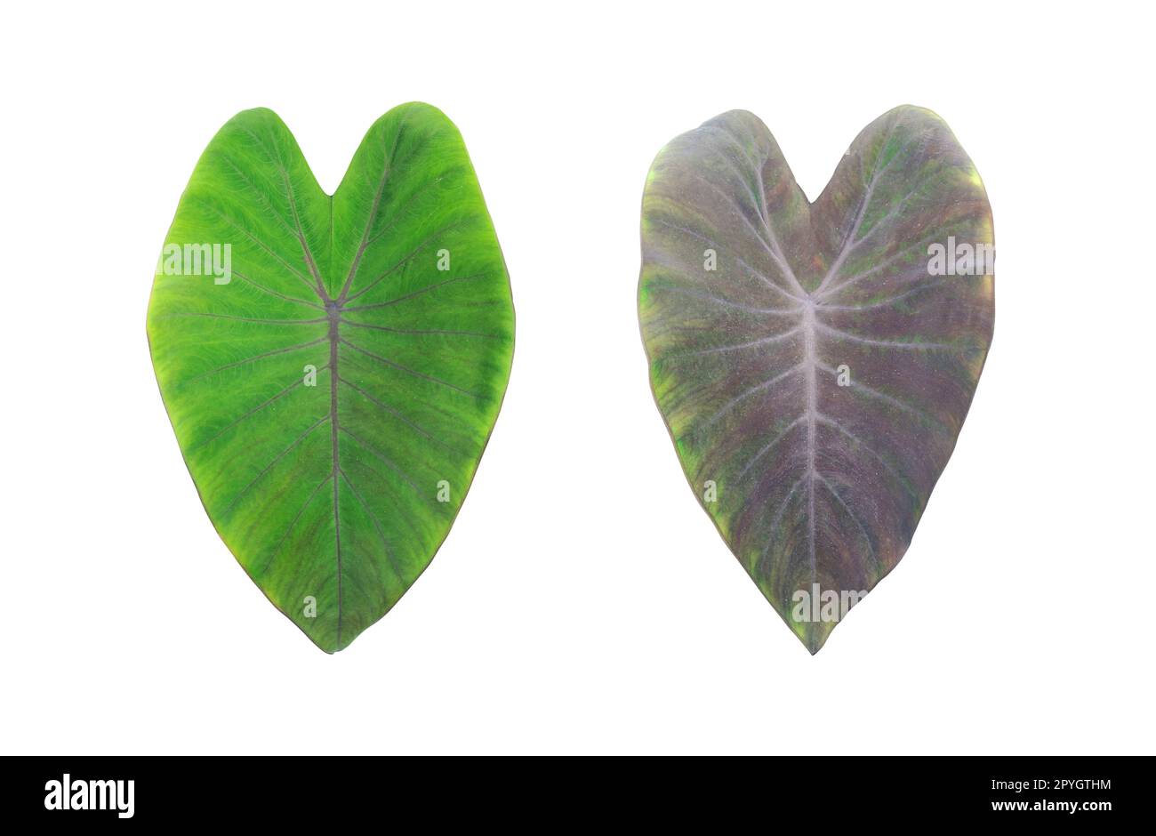 Feuilles, feuillage tropical isolé sur fond blanc, avec chemin d'écrêtage Banque D'Images
