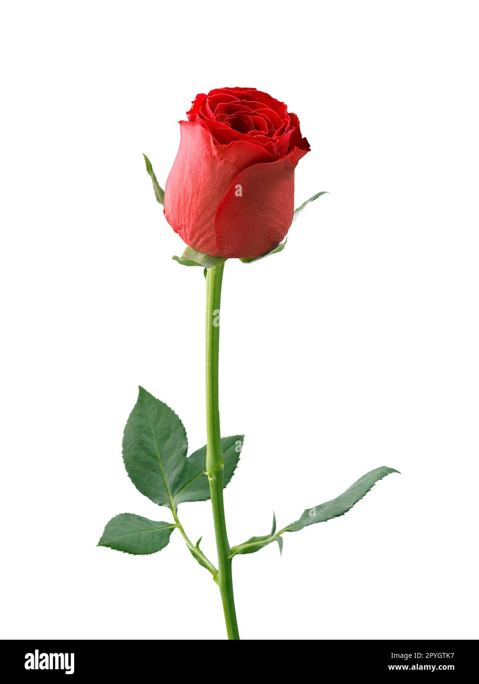 Roses rouges et pétales de rose sur fond blanc, concept de la Saint-Valentin Banque D'Images