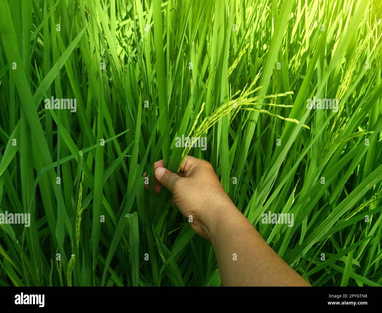 Main tendre touchant le jeune riz dans le champ de paddy avec la lumière du soleil. Banque D'Images