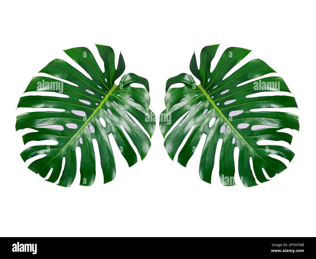 Deux feuilles de la jungle tropicale de Monstera isolées, la plante de fromage suisse, isolées sur fond blanc Banque D'Images