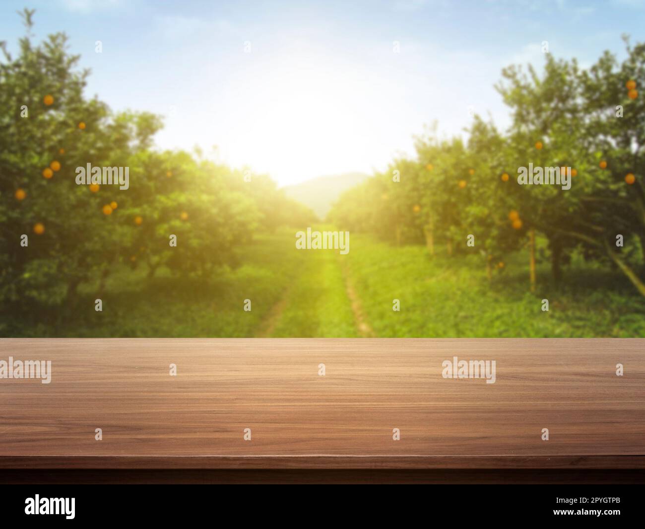 table en bois lieu d'espace libre pour votre décoration et des orangers avec des fruits à la lumière du soleil Banque D'Images