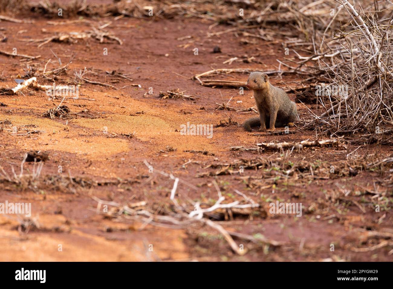 Cette photo capture la nature ludique et curieuse de la monoie, car elle se trouve soigneusement sur les herbes de savane de la réserve kenyane de Tsavo East. JE Banque D'Images