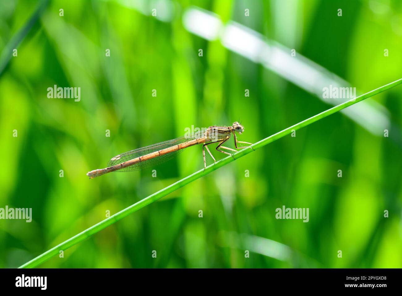 Une libellule dans la nature verte Banque D'Images