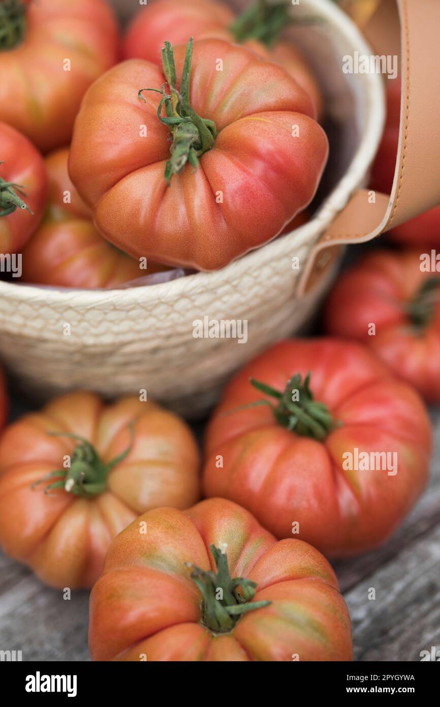 Tomates rouges dans une serre, aliments biologiques Banque D'Images