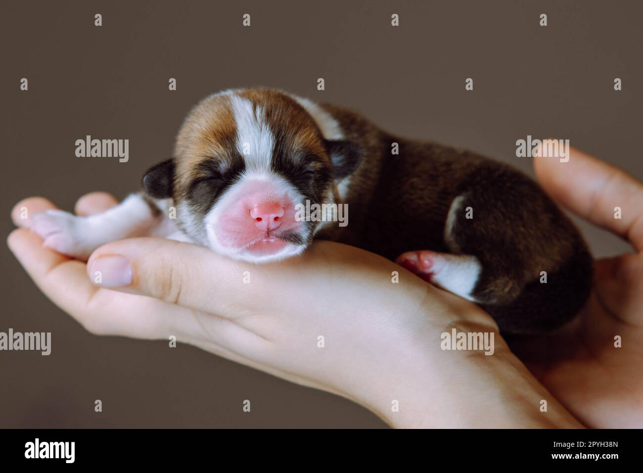Vue latérale du doux chiot de deux mois de chien pembroke welsh corgi dormant sur les mains d'une femme méconnaissable. Banque D'Images