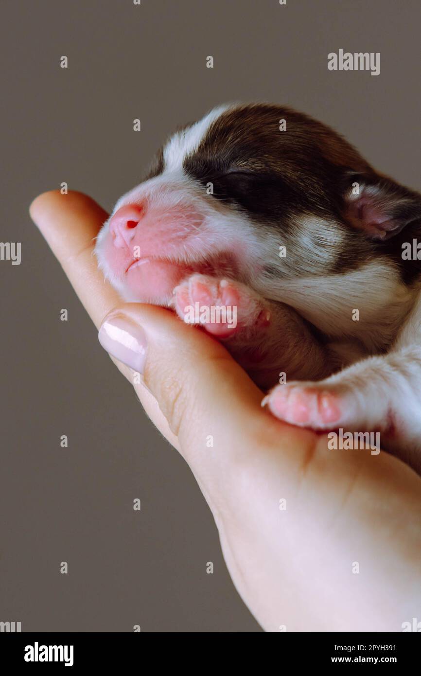Gros plan de merveilleux chiot de deux mois de chien pembroke welsh corgi se détendre sur la main d'une femme méconnaissable. Amour pour animaux. Banque D'Images