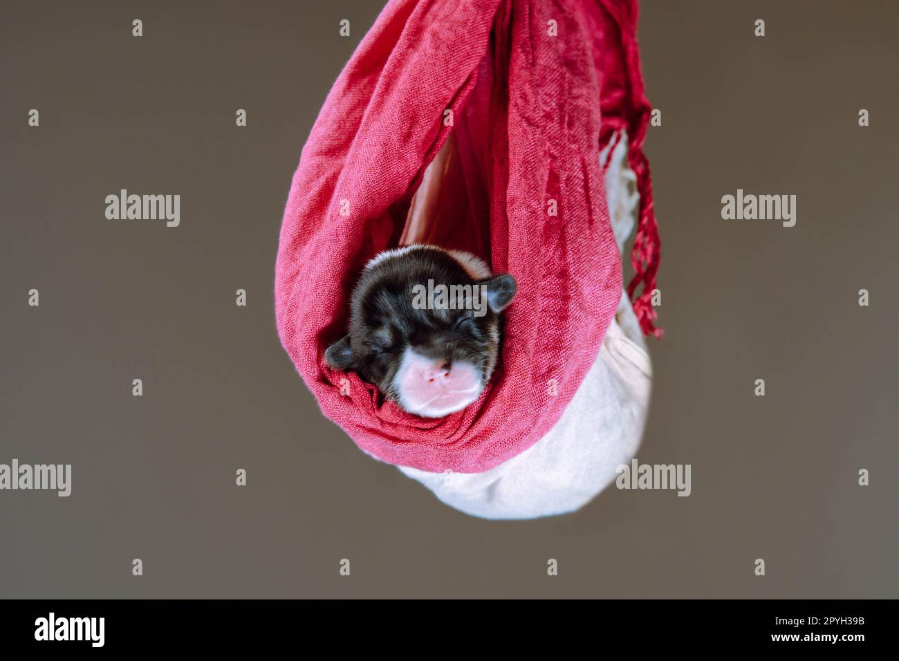 Portrait de chiot de deux mois de chien pembroke welsh corgi dormant sur des pulls blancs roses colorés sur fond brun. Banque D'Images