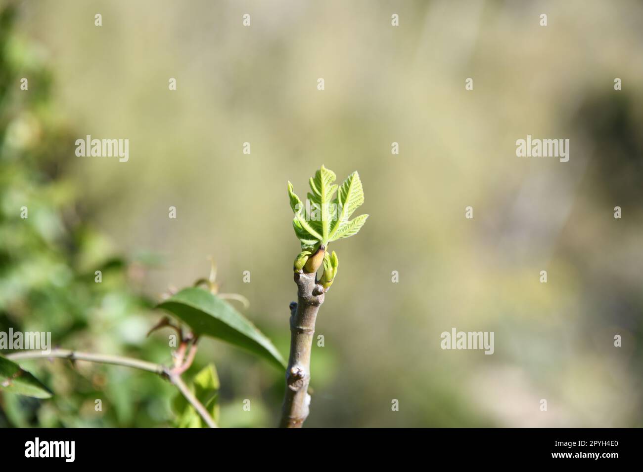 La première délicate feuilles de figues sur un figuier, province d'Alicante, Costa Blanca, Espagne Banque D'Images