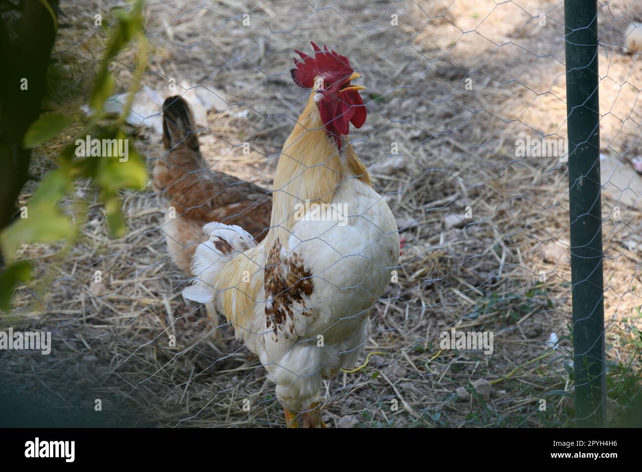 Des poulets heureux et un coq heureux dans le jardin, province d'Alicante, Costa Blanca, Espagne Banque D'Images