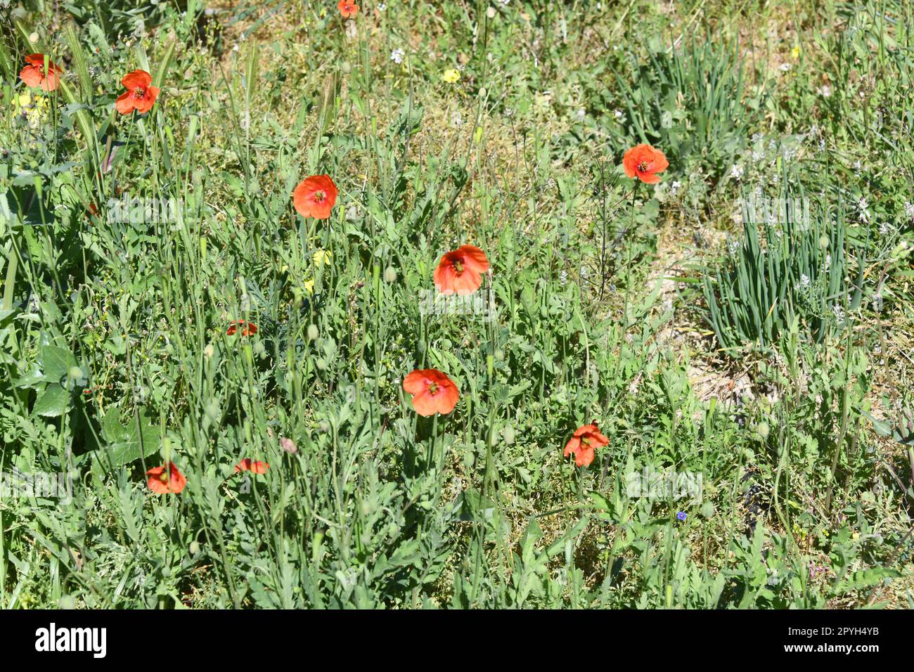 Coquelicots rouges dans une prairie, province d'Alicante, Costa Blanca, Espagne Banque D'Images