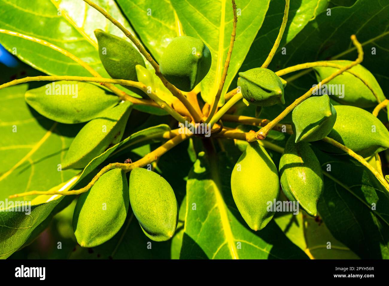 Noix sur arbre tropical Terminalia catappa amande marine caraïbes Mexique. Banque D'Images