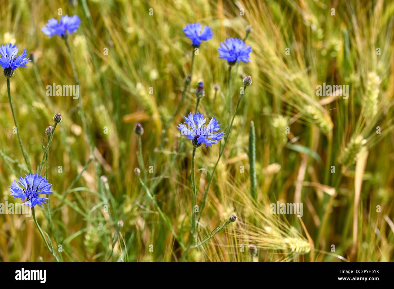 Dans un champ de bleuets Banque D'Images