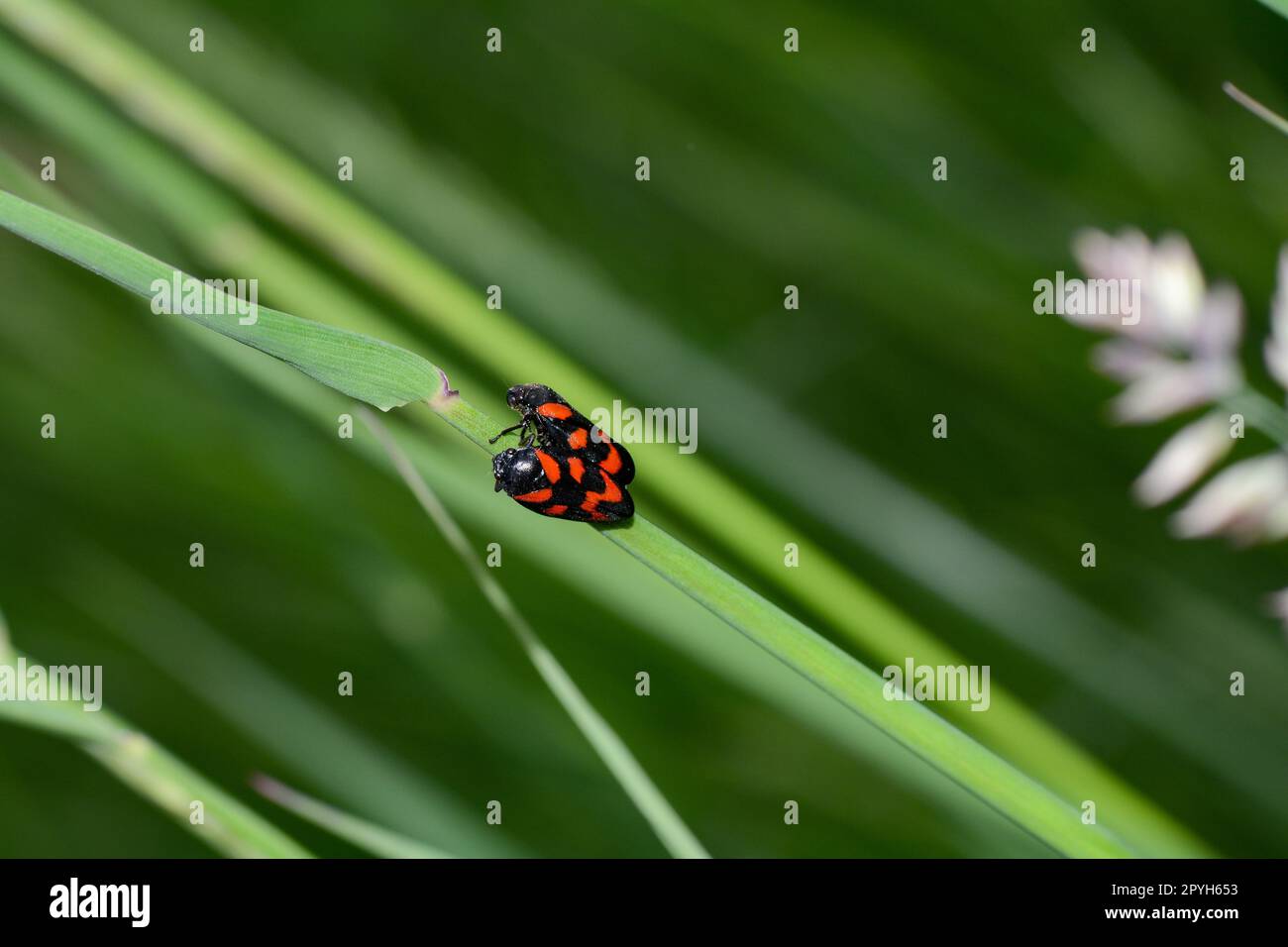 Deux cigales rouges sur une plante Banque D'Images