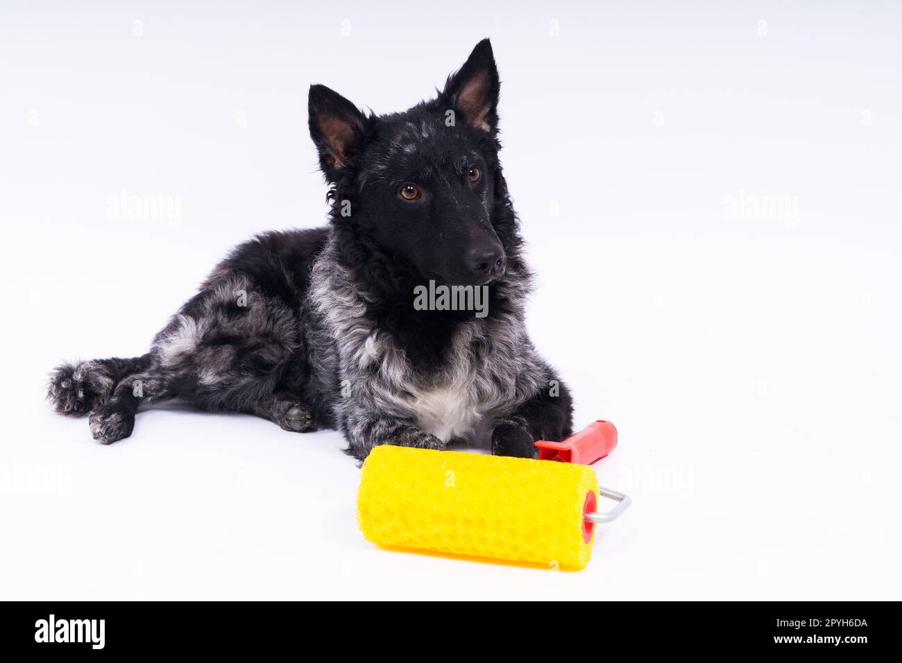 Homme peignant son chien faisant des travaux de rénovation dans la chambre. Bonne relation entre un chien et son propriétaire Banque D'Images