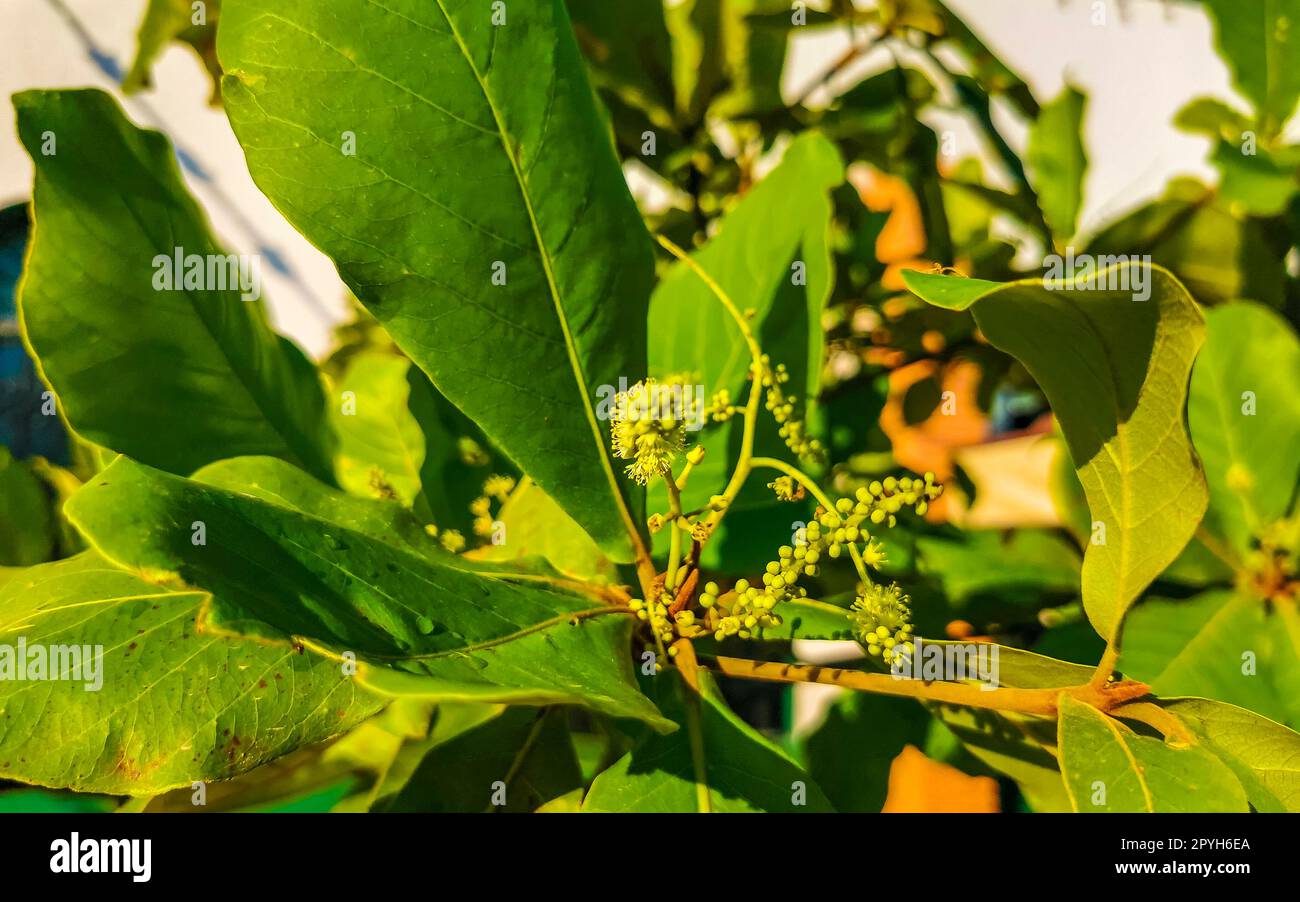 Noix sur arbre tropical Terminalia catappa amande de mer Zicatela Mexique. Banque D'Images