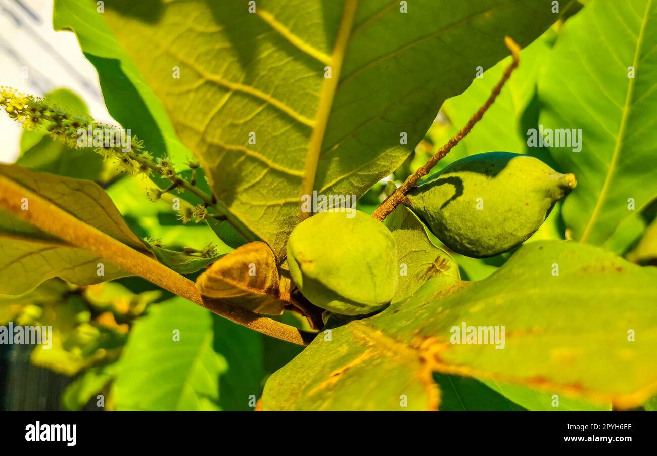 Noix sur arbre tropical Terminalia catappa amande de mer Zicatela Mexique. Banque D'Images