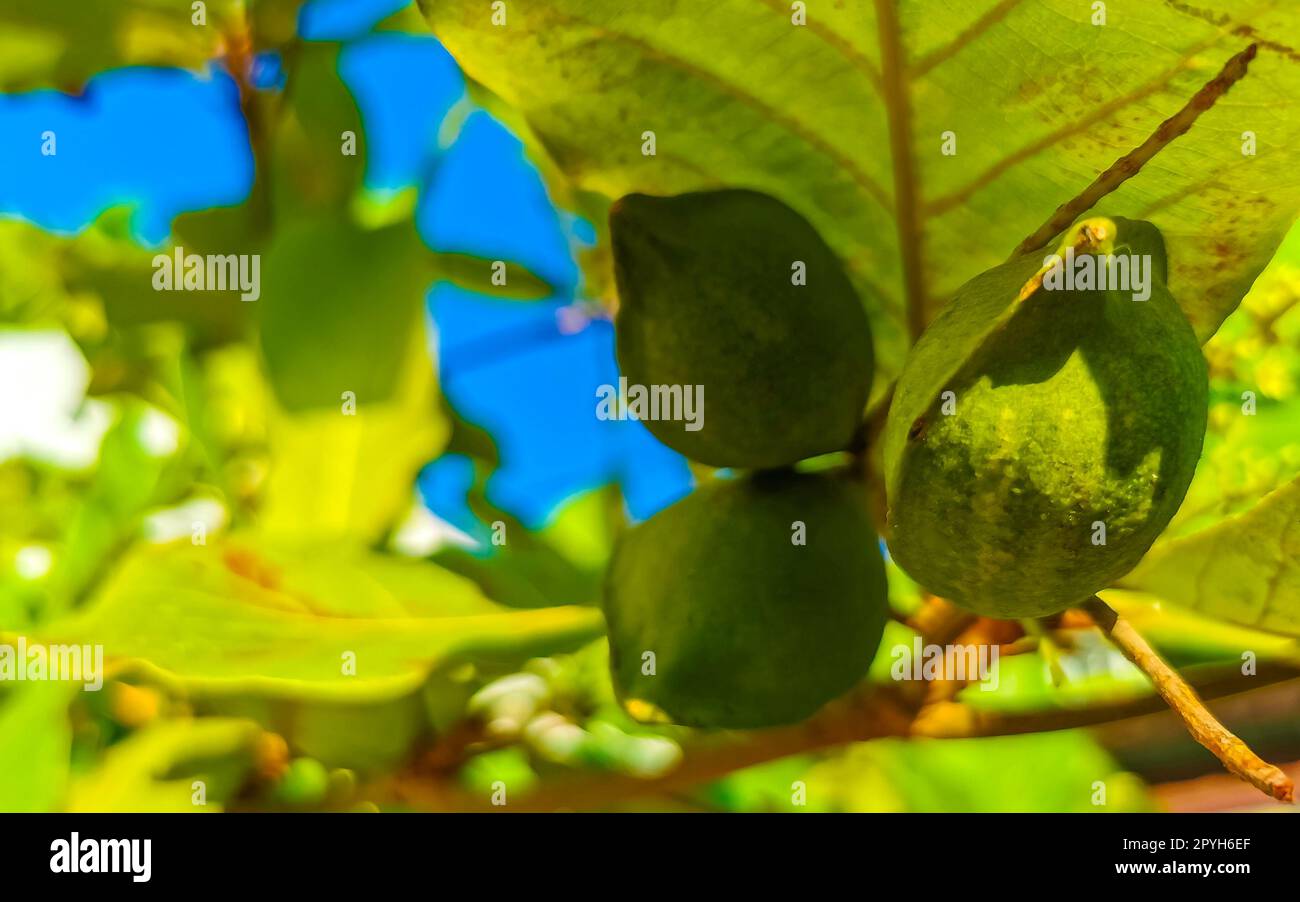 Noix sur arbre tropical Terminalia catappa amande de mer Zicatela Mexique. Banque D'Images