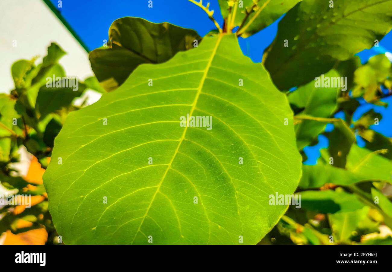Noix sur arbre tropical Terminalia catappa amande de mer Zicatela Mexique. Banque D'Images