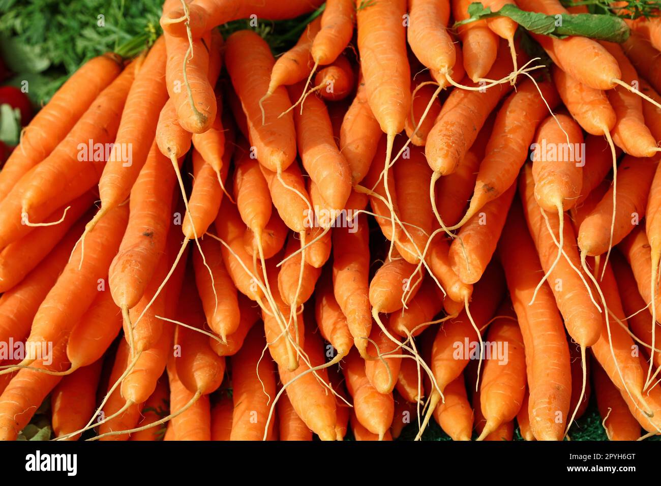 Gros plan de la nouvelle culture de carottes Banque D'Images