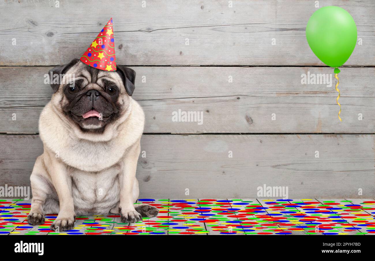 Frolic smiling anniversaire chien pug, de confettis et de ballons, s'asseyant célébrant, sur vieux bois backgrond Banque D'Images