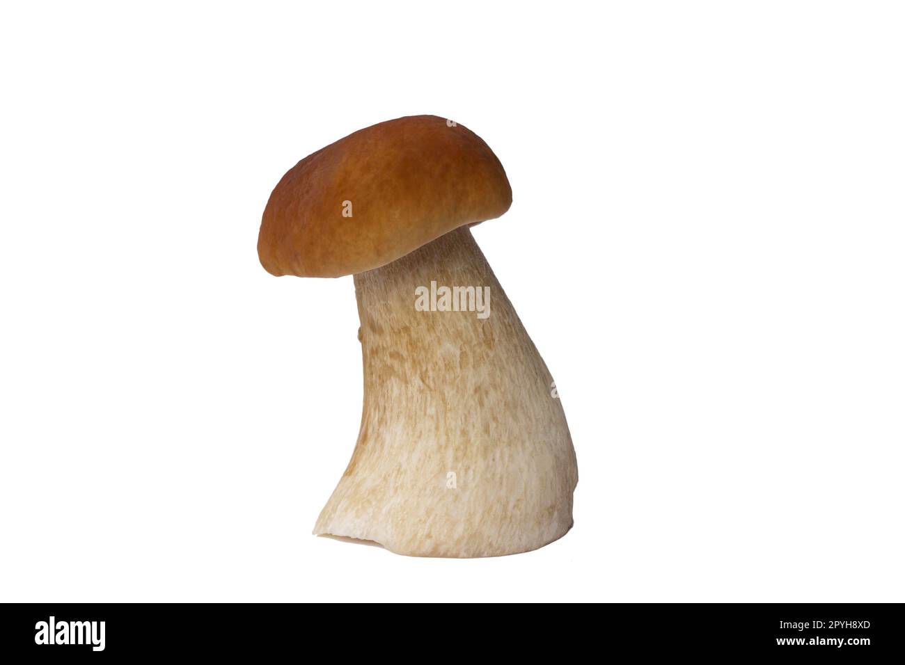 Champignon boletus brun isolé sur fond blanc Banque D'Images