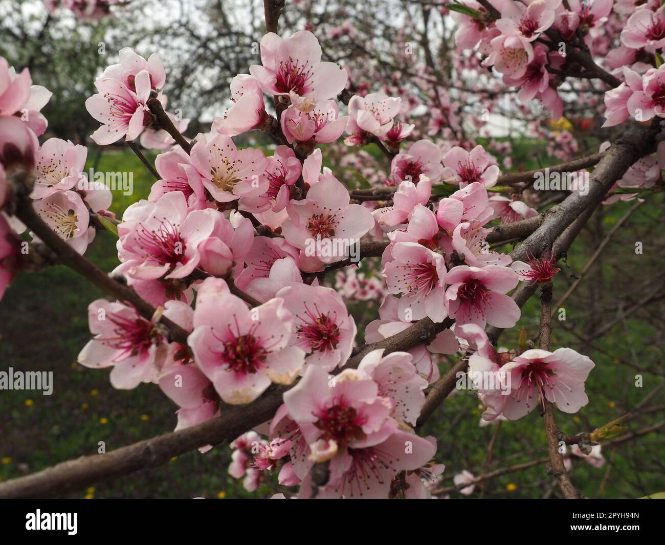 Branche d'abricot ou de pêche avec des fleurs en floraison printanière. Une abeille bourdonnante profite du beau paysage rose. Fleurs printanières violettes roses Banque D'Images