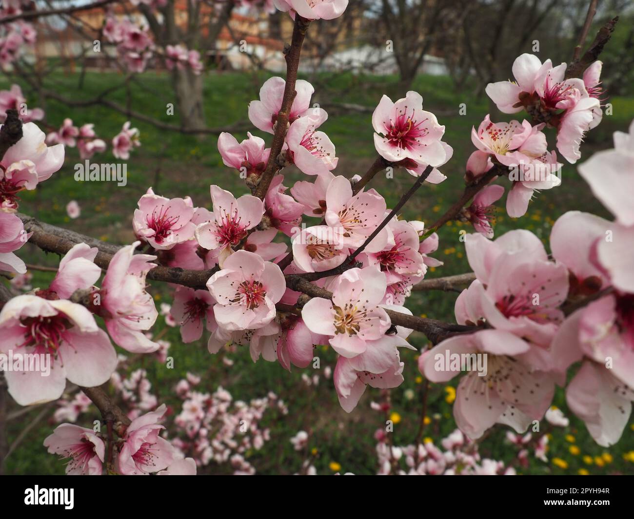 Branche d'abricot ou de pêche avec des fleurs en floraison printanière. Une abeille bourdonnante profite du beau paysage rose. Fleurs printanières violettes roses Banque D'Images