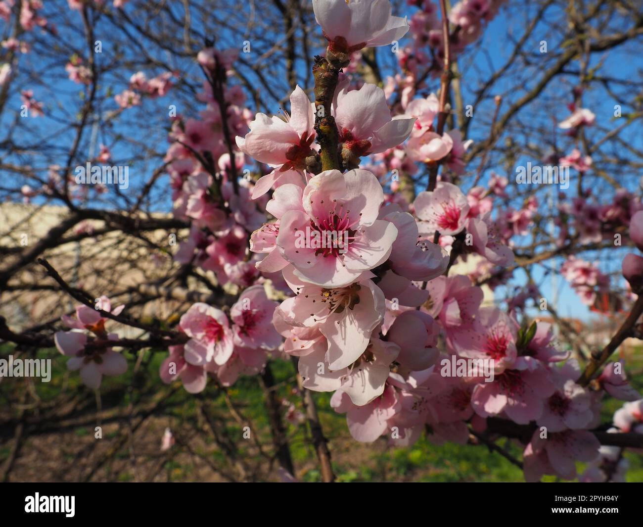 Branche d'abricot ou de pêche avec des fleurs en floraison printanière. Une abeille bourdonnante profite du beau paysage rose. Fleurs printanières violettes roses Banque D'Images