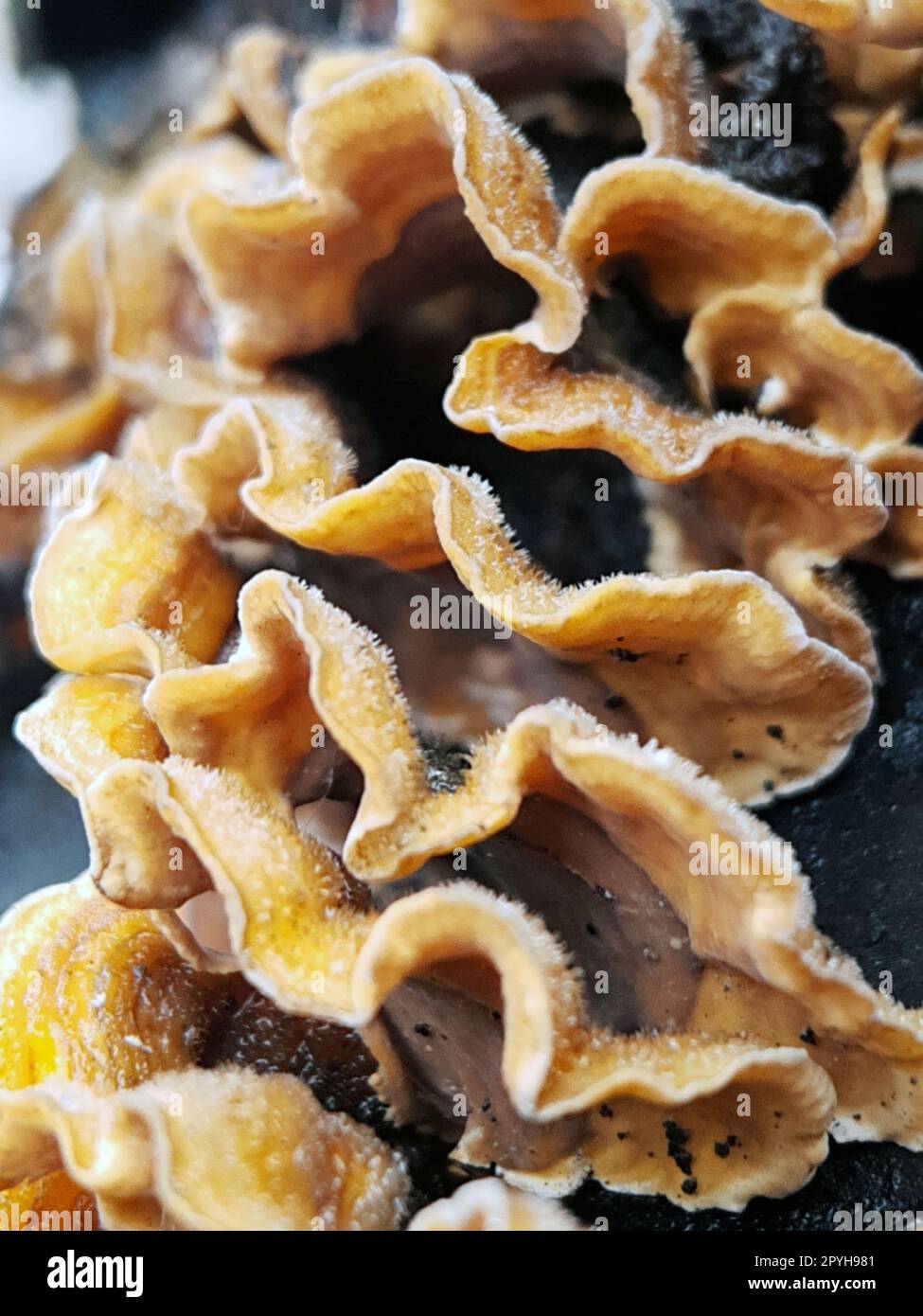 Stéréum de champignon têtu sur un tronc d'arbre macro photographie Banque D'Images