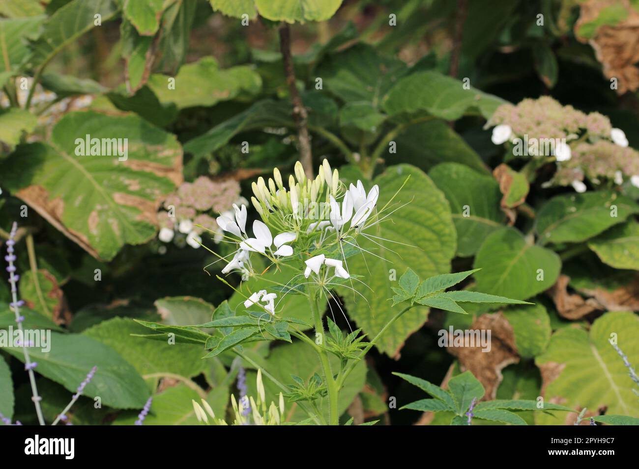 Pointe de fleur de dittany à fleurs blanches Banque D'Images