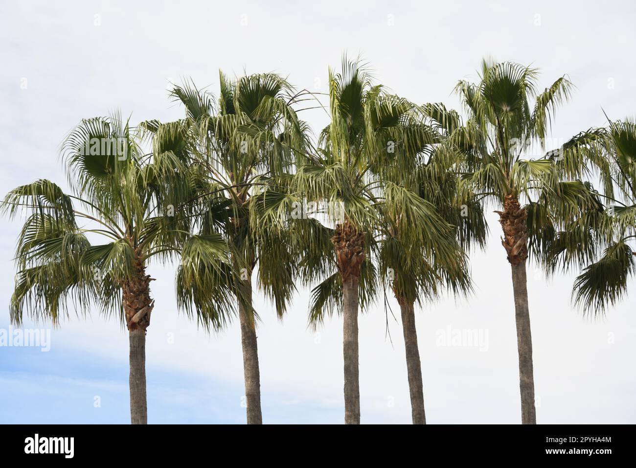 Feuilles de palmier vertes dans la province d'Alicante, Costa Blanca, Espagne Banque D'Images