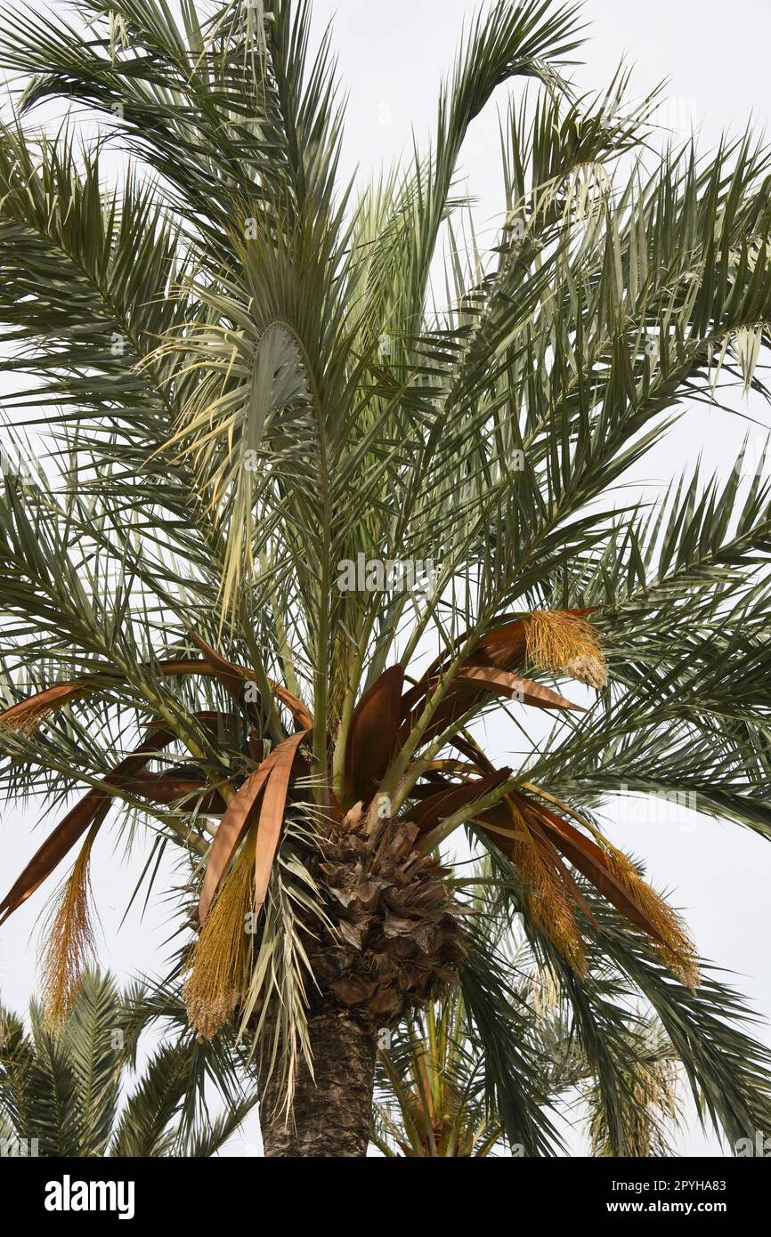 Feuilles de palmier dans la province d'Alicante, Costa Blanca, Espagne Banque D'Images