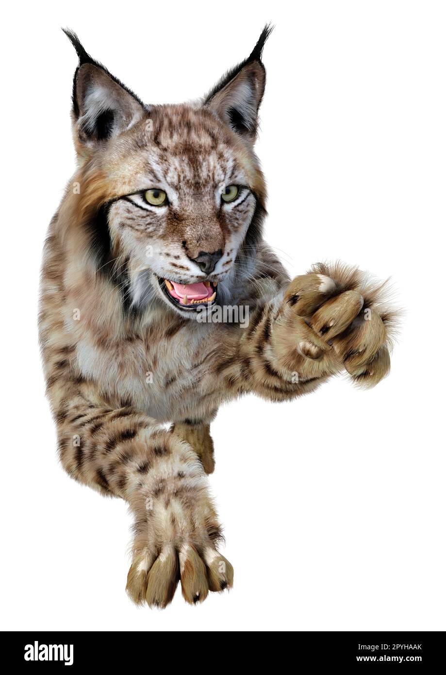 Rendu 3D d'un lynx animal sauvage isolé sur fond blanc Banque D'Images