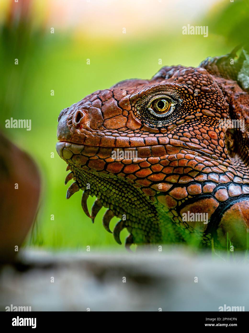 Gros plan de la tête d'iguane rouge, iguane rouge juvénile, gros plan animal Banque D'Images