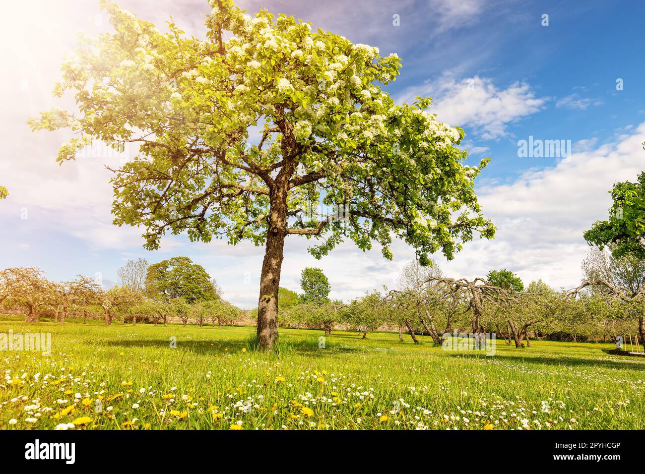 Magnifique poire en pleine floraison dans le parc naturel au printemps. Banque D'Images