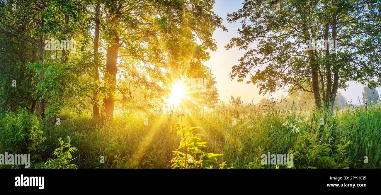 Arrière-plan brumeux dans le parc naturel le matin. Banque D'Images