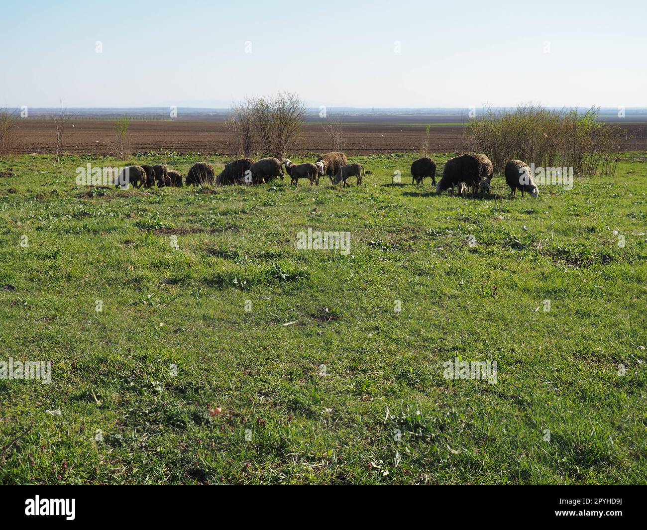 Un troupeau de béliers dans le champ. Les ruminants paissent dans la prairie. Les moutons et les béliers sont élevés jusqu'à l'herbe. Agriculture et élevage en Serbie. Race de mouton brun ou noir. Animaux pour la production de laine Banque D'Images
