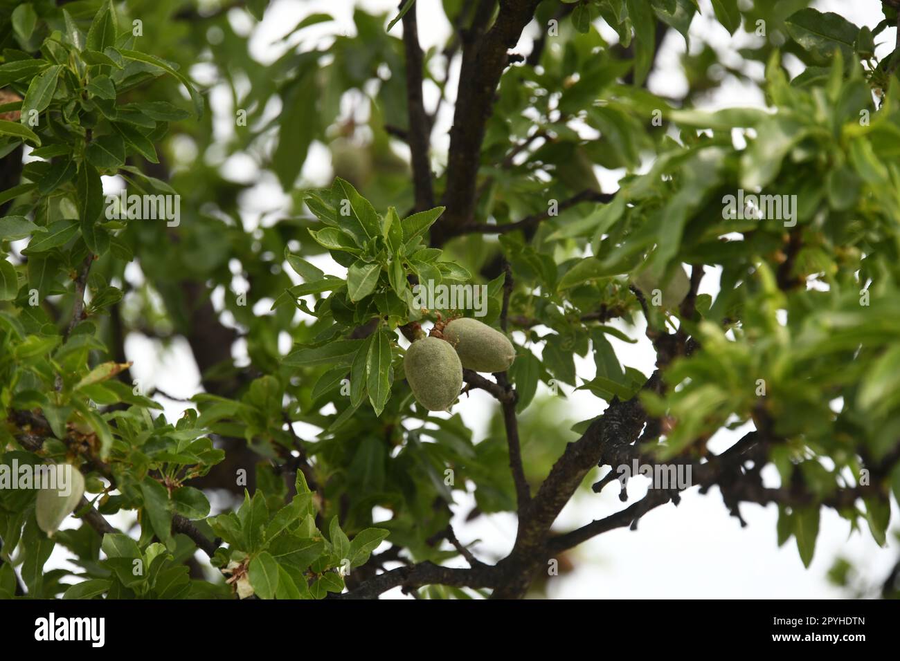 Les premières petites amandes sur l'amandier dans la province d'Alicante, Costa Blanca, Espagne, mars 2023 Banque D'Images