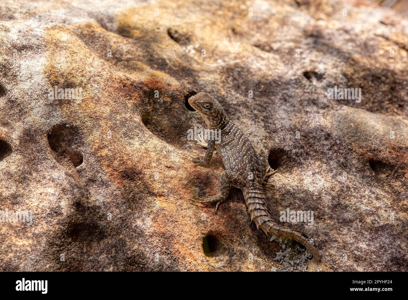 Merrem's Madagascar SWIFT, Oplurus cyclurus, Parc national d'Isalo. Madagascar faune Banque D'Images