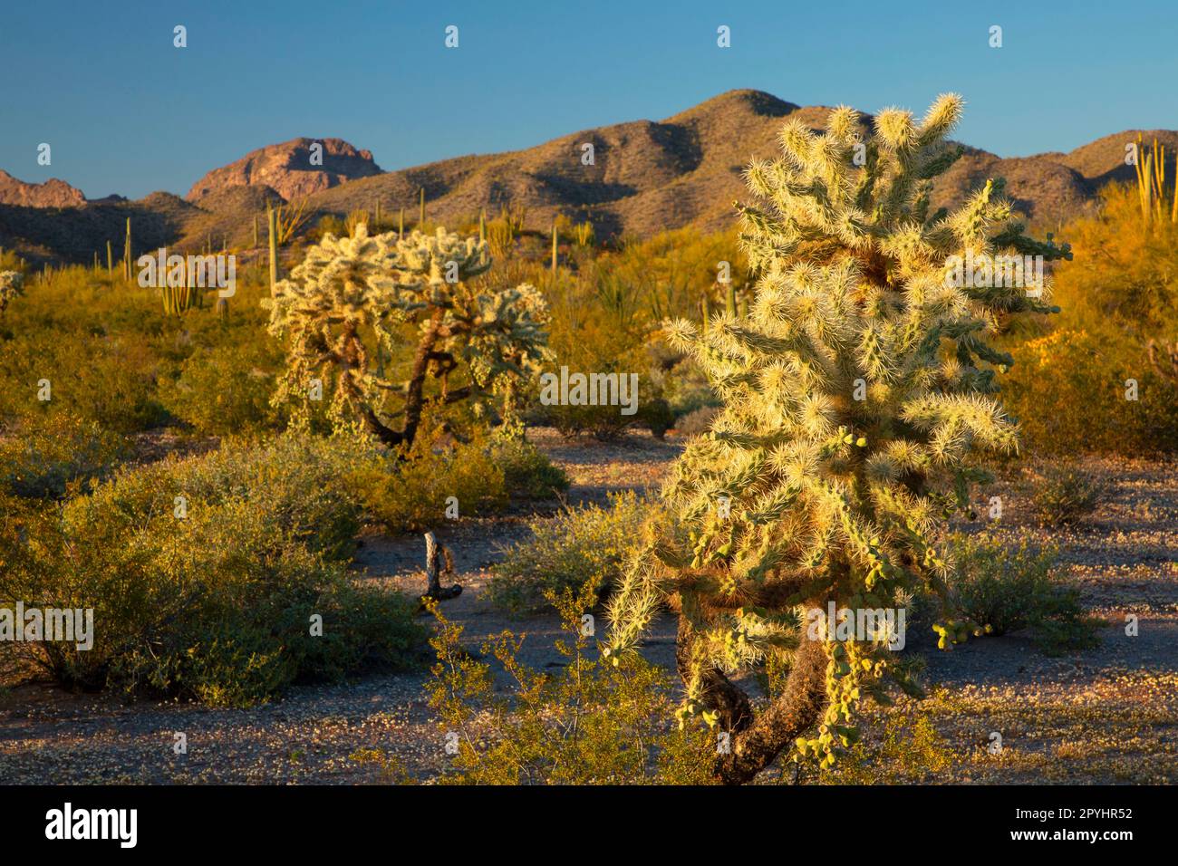 Cholla dans le bassin de Senita, Organ Pipe Cactus National Monument, Arizona Banque D'Images