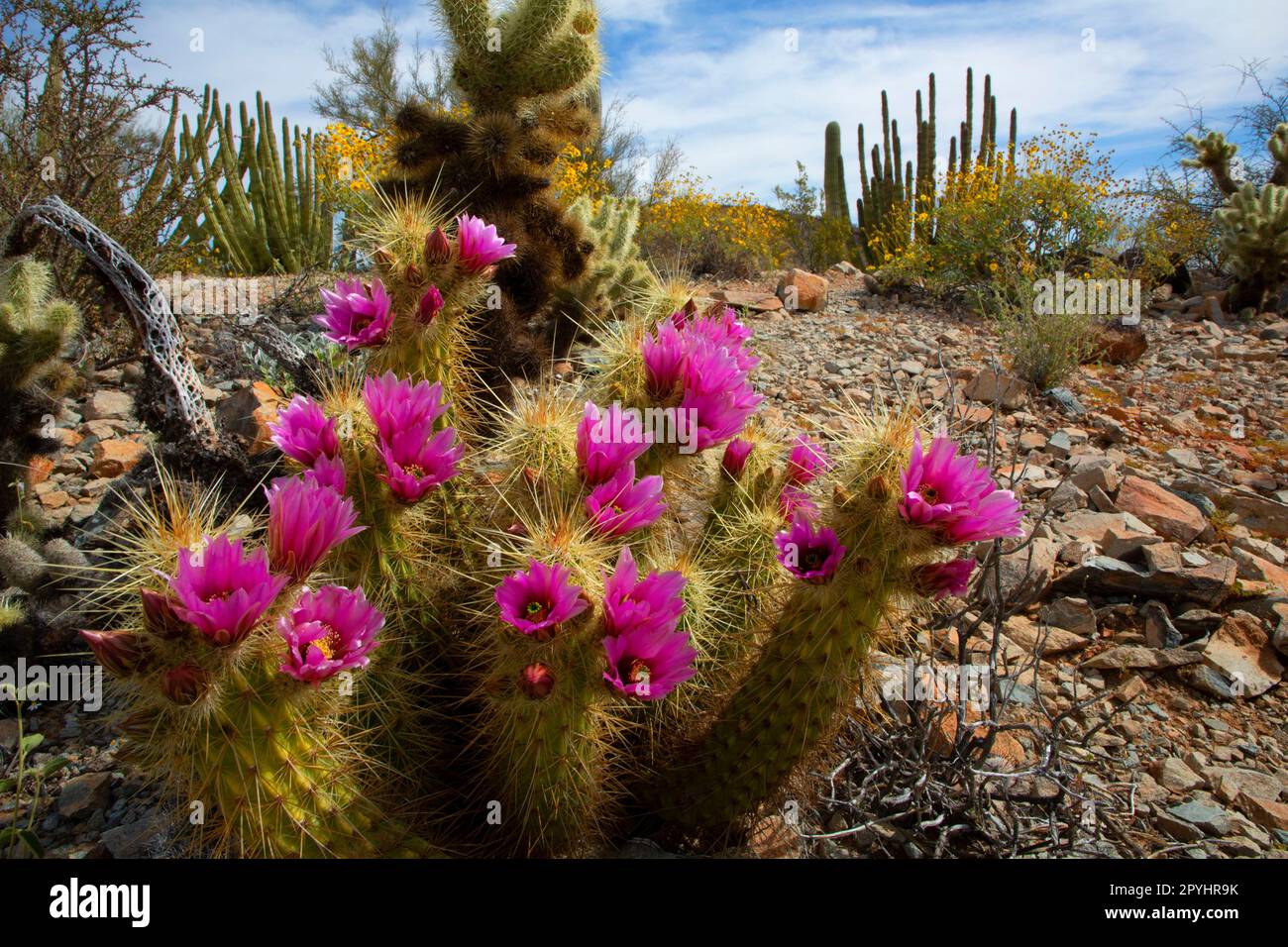 Cactus Hedgehog en fleur le long de Desert View Trail, Organ Pipe Cactus National Monument, Arizona Banque D'Images