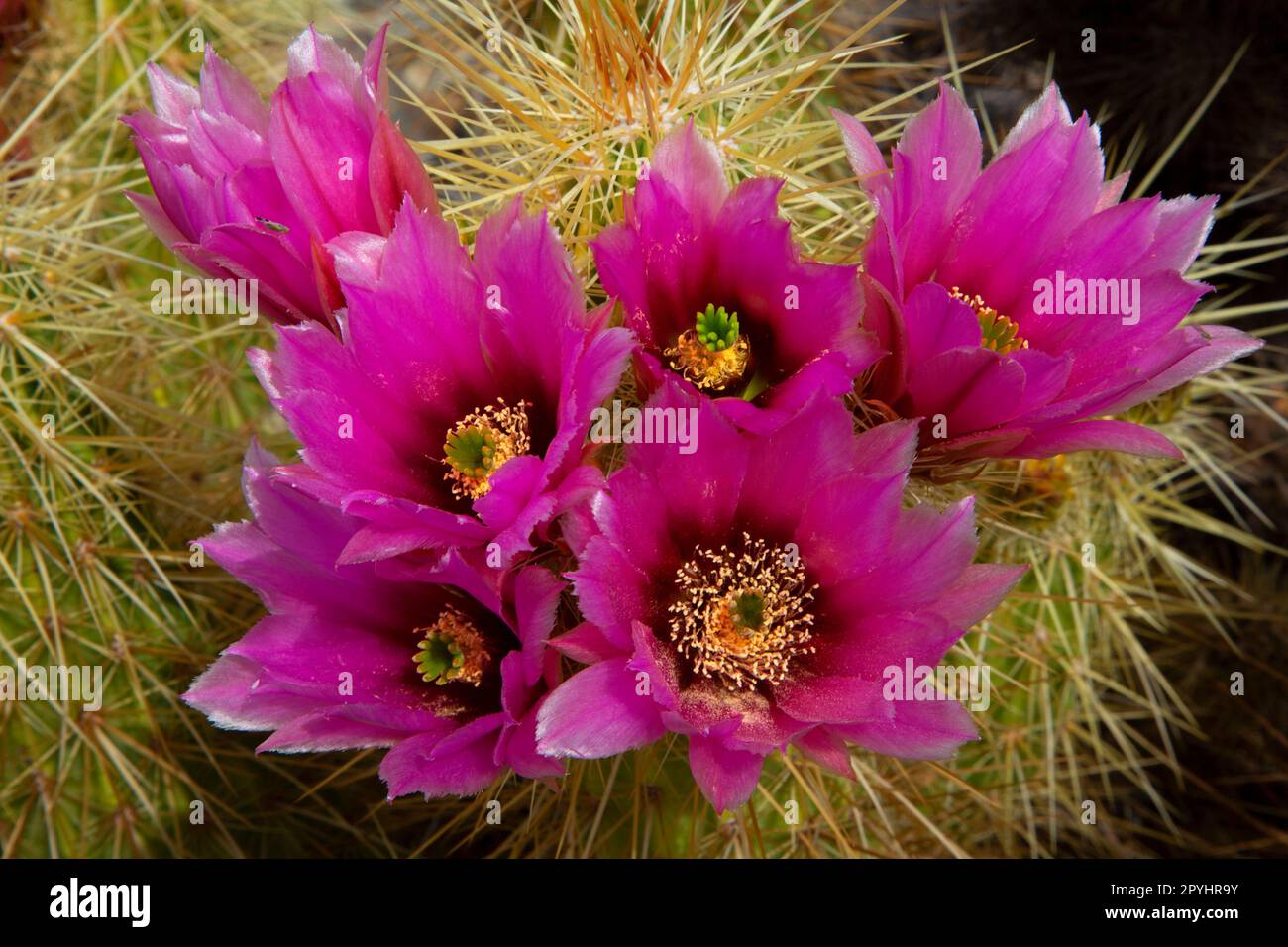 Cactus Hedgehog en fleur le long de Desert View Trail, Organ Pipe Cactus National Monument, Arizona Banque D'Images