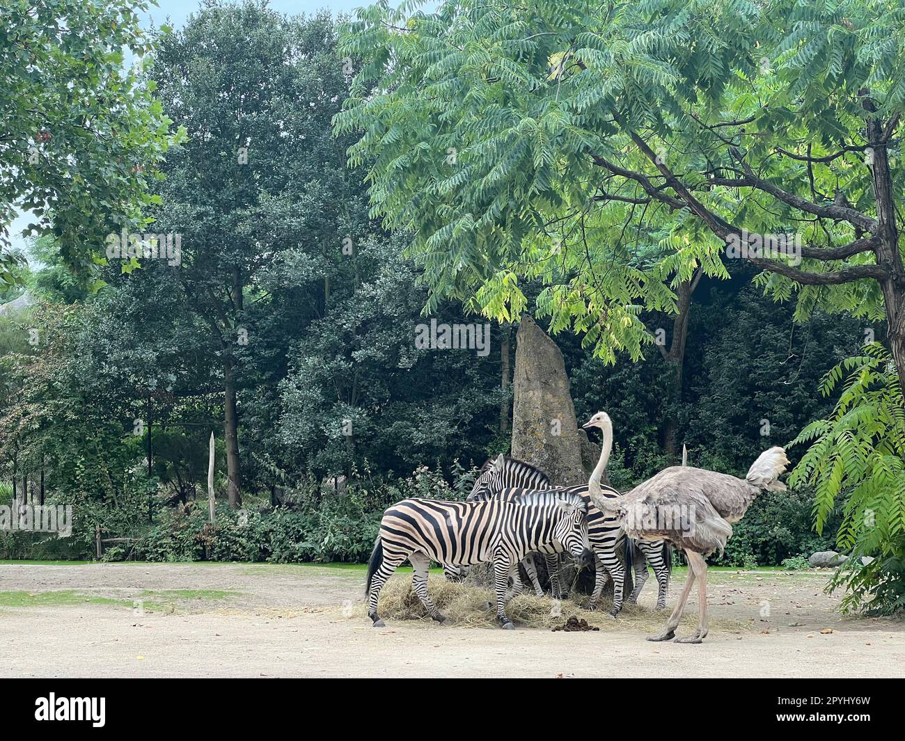 Magnifique autruche africaine grise et zèbres dans l'enceinte du zoo Banque D'Images