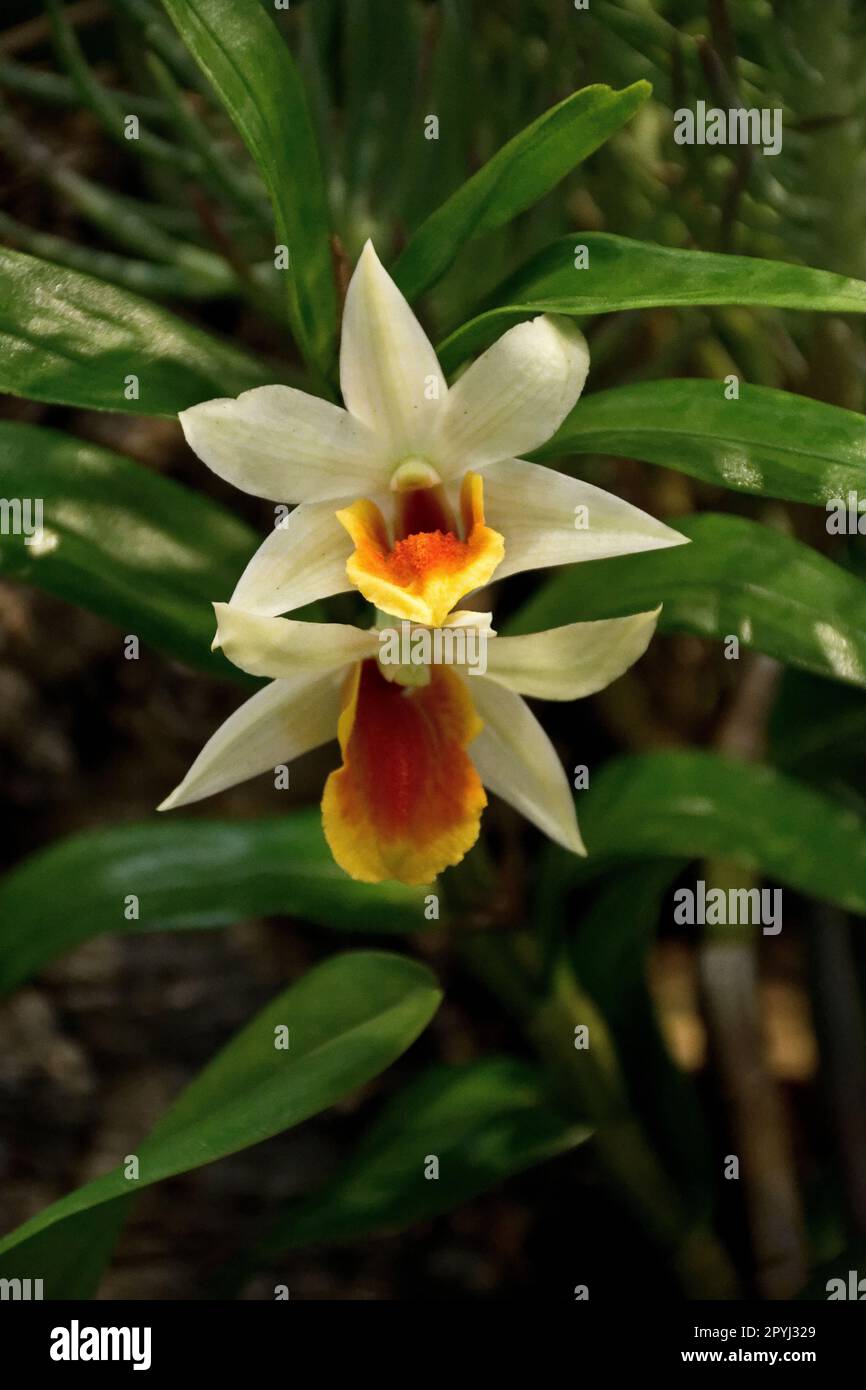 Belle orchidée jaune vif avec des pétales d'oragne et des feuilles vertes fleurissent en été et en automne Banque D'Images