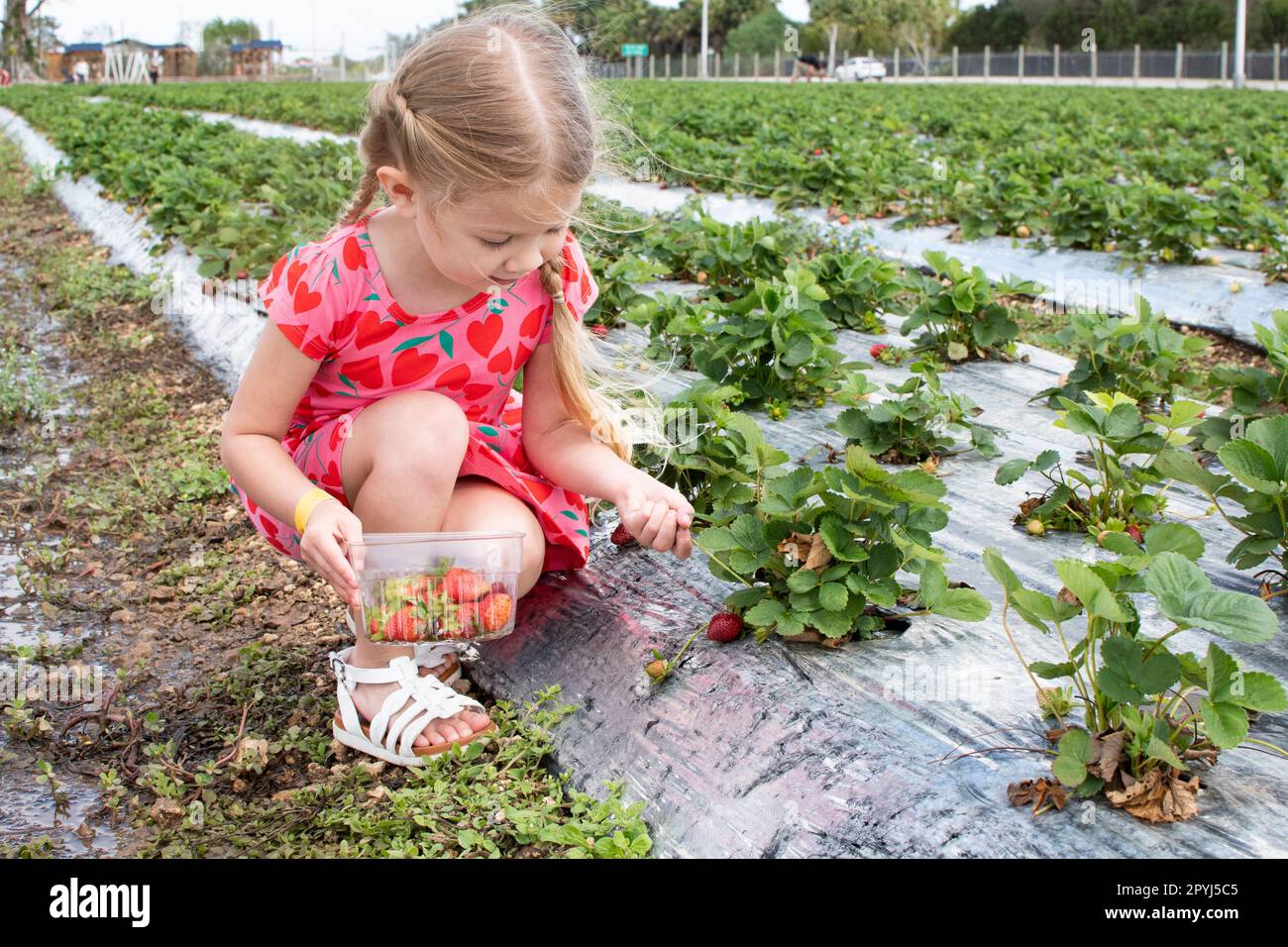 Une petite fille souriante cueille des fraises sur la ferme de fraises u-pick. Banque D'Images